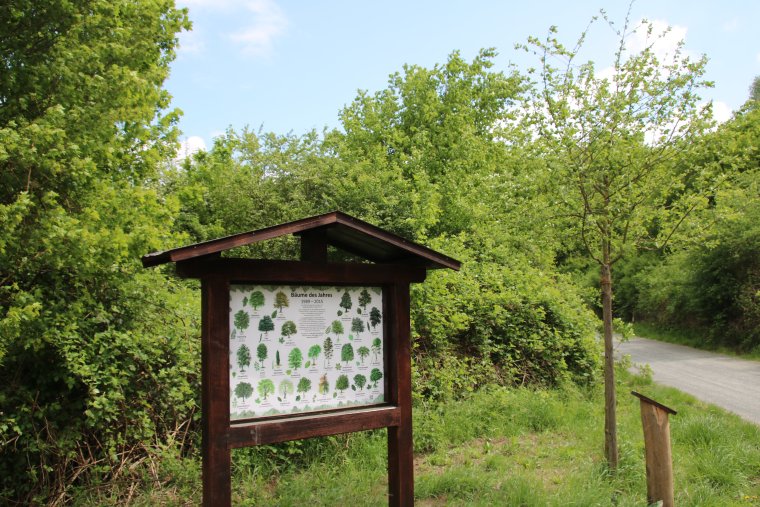 Baum Lange Hängende Blüten